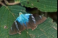 HESPERIIDAE, Astraptes enotrus